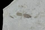 Fossil Ant - Green River Formation, Utah #97456-2